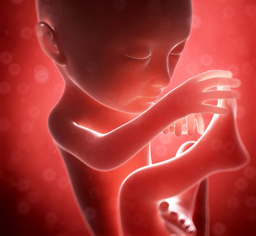 3d rendered illustration – human fetus month 7